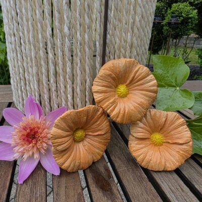 Oragne petunia