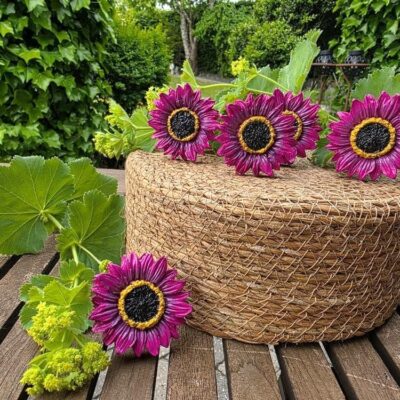 Pink marguerit