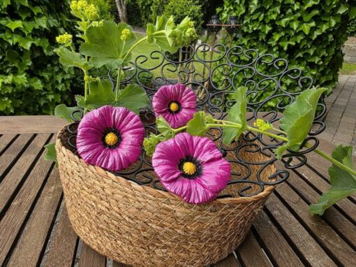 Pink Petunia